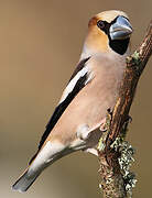 Hawfinch