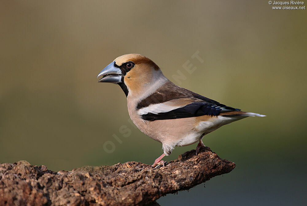 Hawfinch male adult breeding