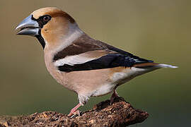 Hawfinch