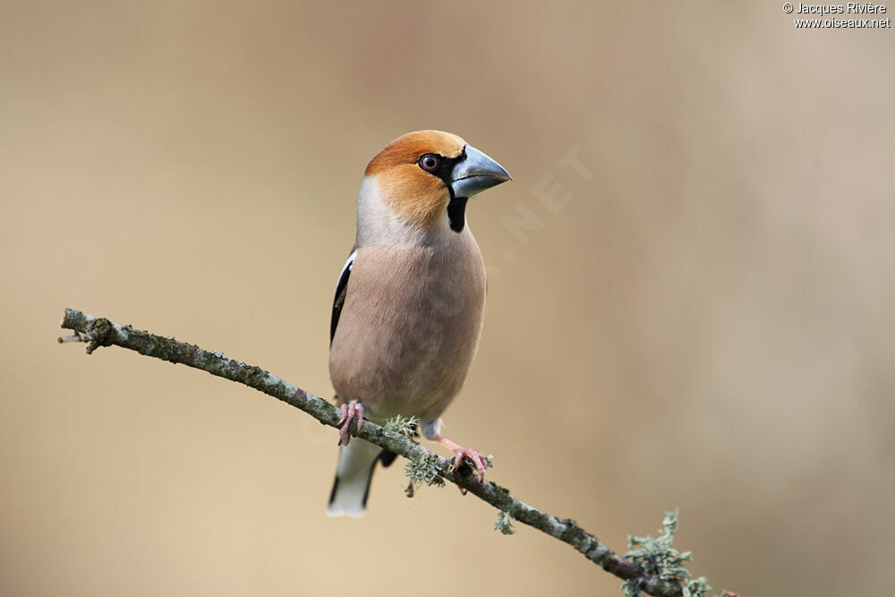 Hawfinch male adult breeding