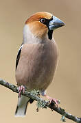 Hawfinch