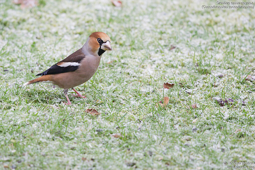 Hawfinch male adult post breeding, identification, walking