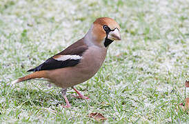 Hawfinch