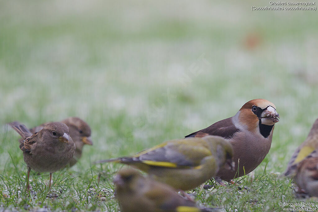 Hawfinch male adult post breeding, identification, eats