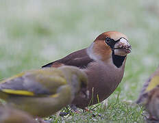 Hawfinch