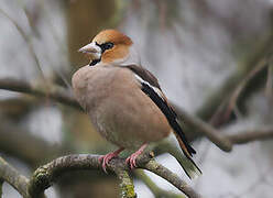 Hawfinch