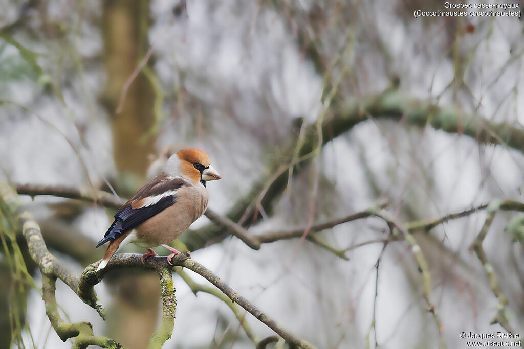 Hawfinch male adult post breeding, identification