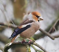 Hawfinch