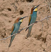 European Bee-eater