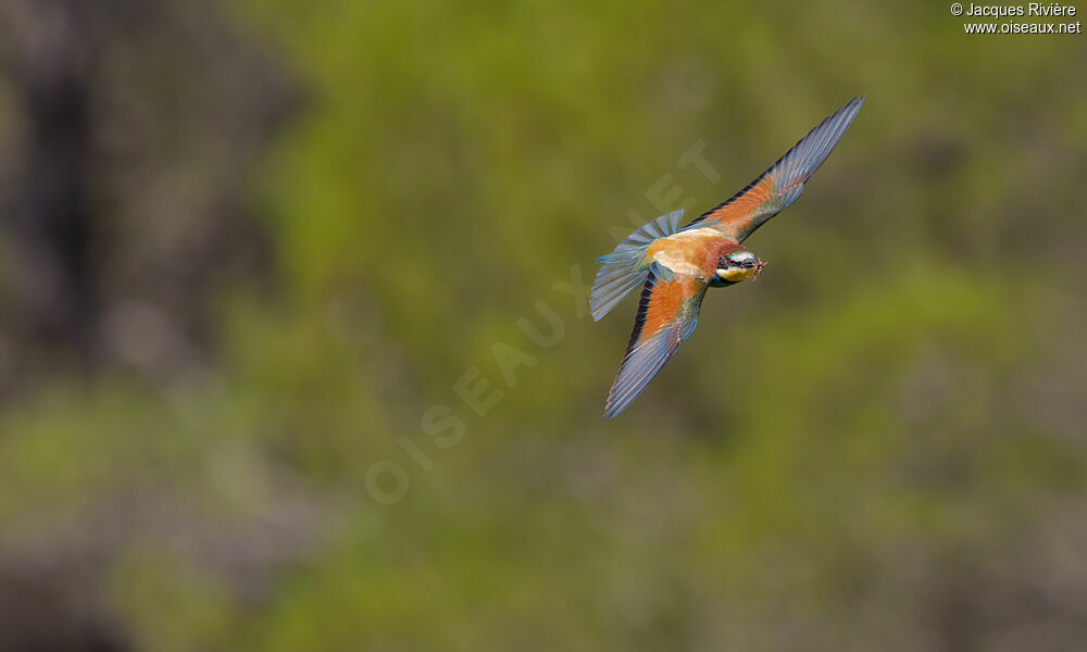 European Bee-eater