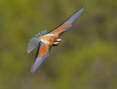 European Bee-eater