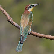 European Bee-eater