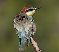 European Bee-eater