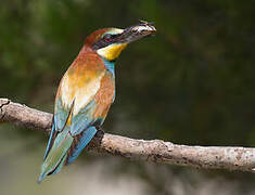 European Bee-eater