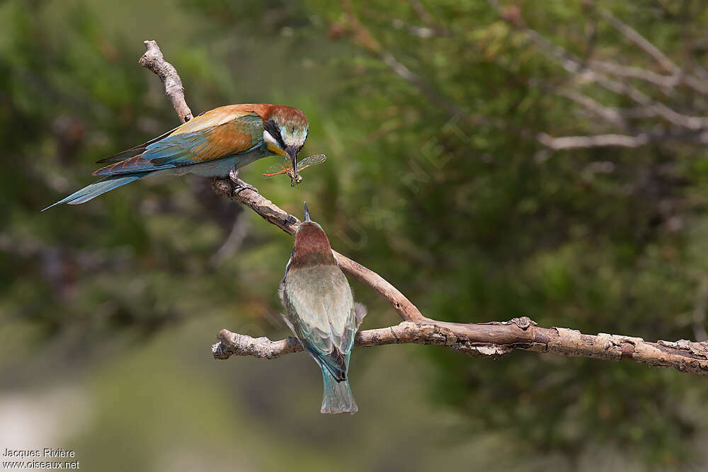 European Bee-eater, feeding habits, Reproduction-nesting