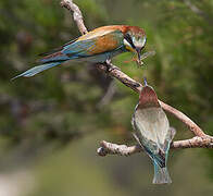 European Bee-eater