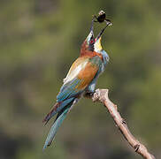 European Bee-eater