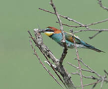 European Bee-eater