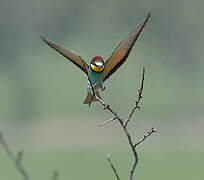 European Bee-eater