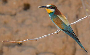 European Bee-eater