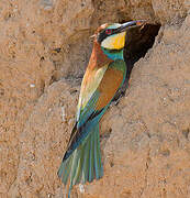 European Bee-eater