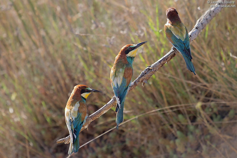 European Bee-eater adult breeding, Reproduction-nesting