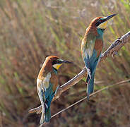 European Bee-eater