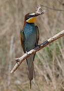 European Bee-eater