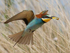 European Bee-eater