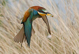 European Bee-eater