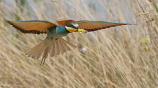 European Bee-eater