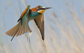 European Bee-eater