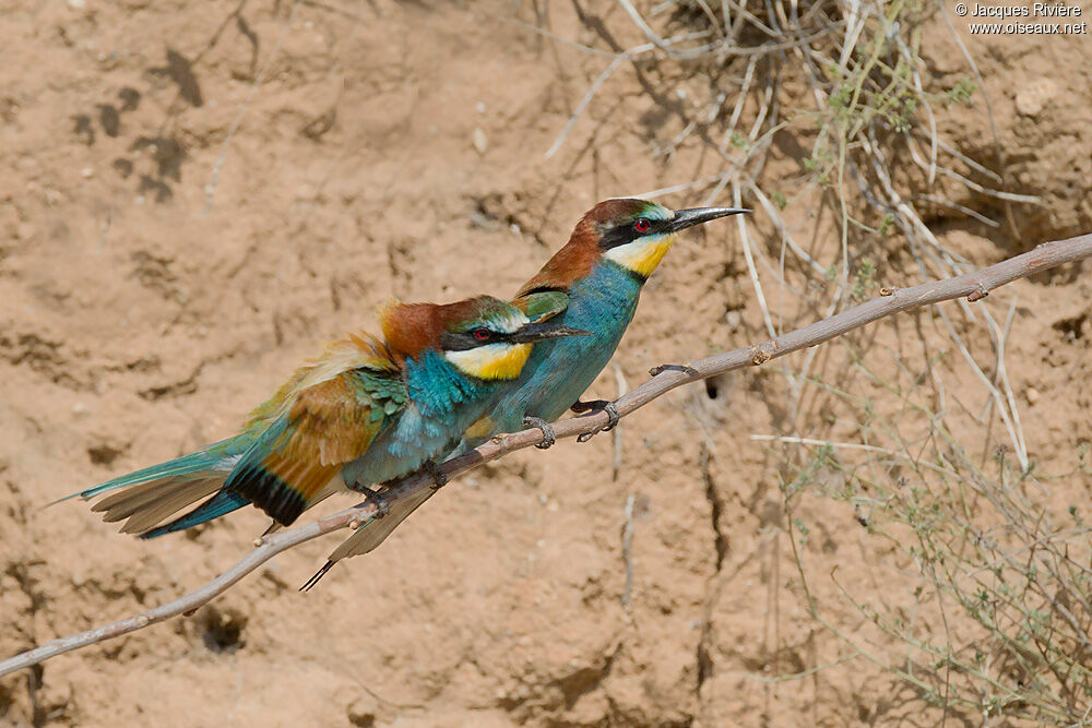 European Bee-eater adult breeding