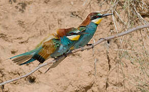 European Bee-eater