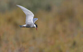 Whiskered Tern