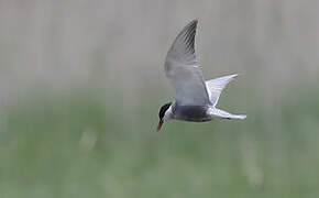 Whiskered Tern