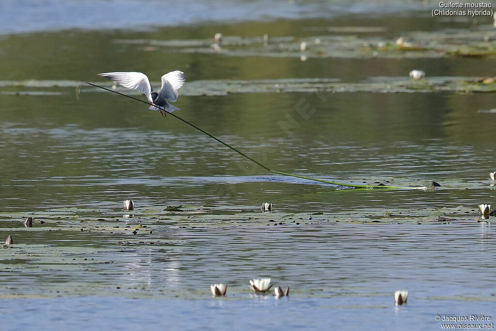 Whiskered Ternadult breeding, Flight, Reproduction-nesting