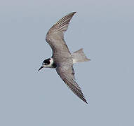 Black Tern