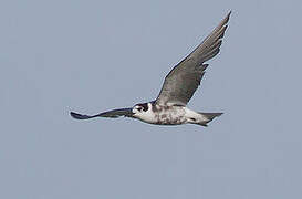 Black Tern