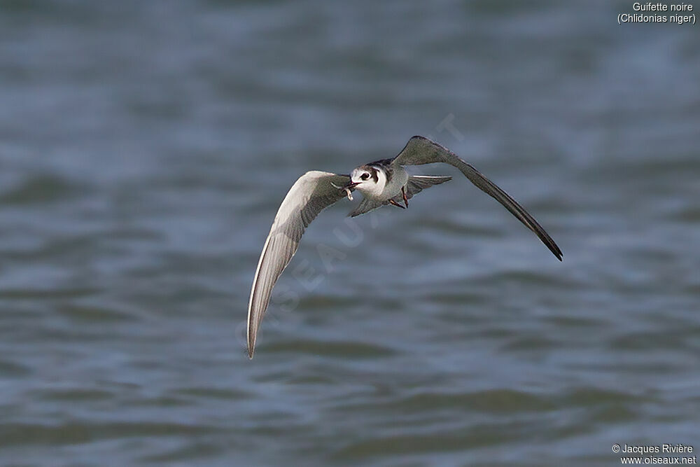 Guifette noireadulte internuptial, identification, Vol, mange