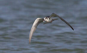 Black Tern