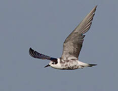 Black Tern