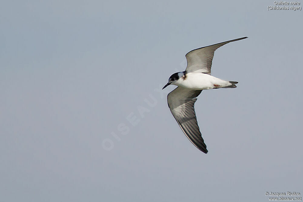 Black Ternadult post breeding, Flight