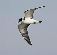 Black Tern