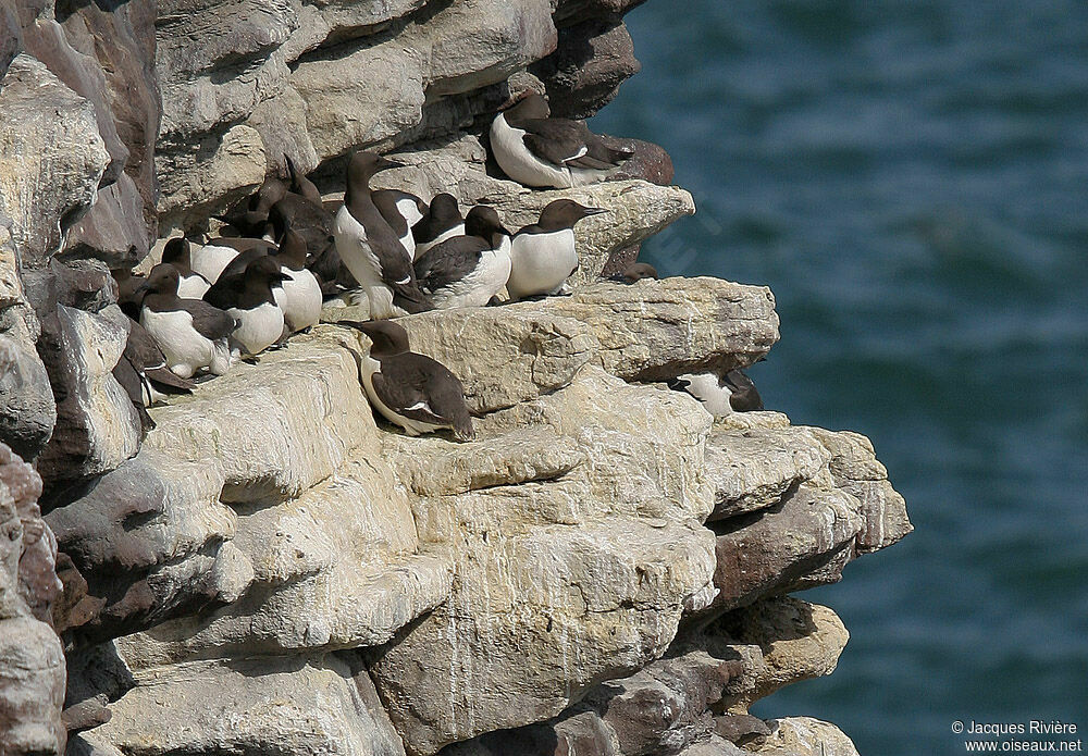 Guillemot de Troïladulte nuptial, Nidification