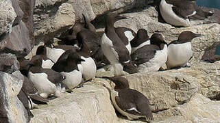 Common Murre