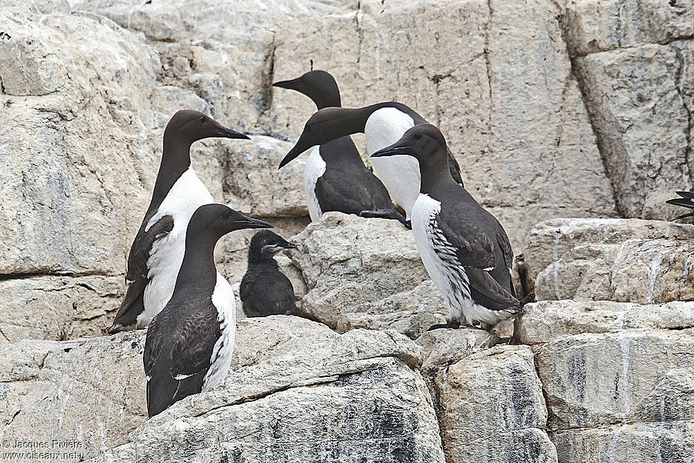 Guillemot de Troïladulte nuptial, Nidification