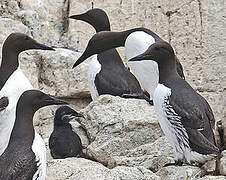 Common Murre