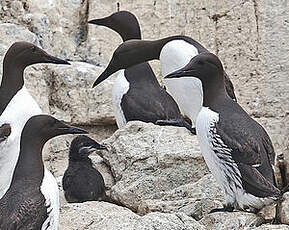 Guillemot de Troïl