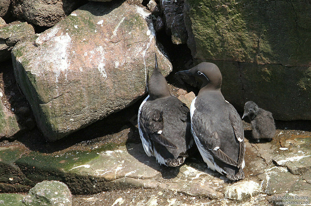 Guillemot de Troïl adulte nuptial, Nidification